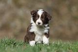 BORDER COLLIE 823